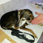 14125627_1115868198501623_3778834092695760038_o