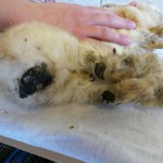 14125649_1115867228501720_3779624694239723957_o