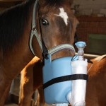 Shagya Araber Pferd Samira mit Inhalationsgerät