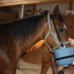 Shagya Araber Pferd Samira inhaliert