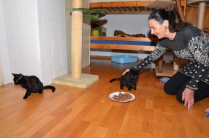 Katzenstation Muenchen