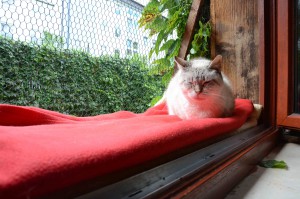 Katzenstation Muenchen