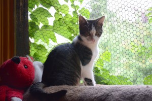 Katzenstation Muenchen