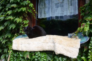 Katzenstation Muenchen