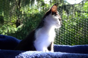 Katzenstation Muenchen