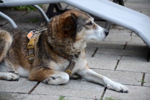 Katzenstation Muenchen