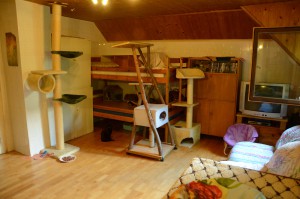 Katzenstation Muenchen