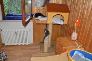 Katzenstation Muenchen