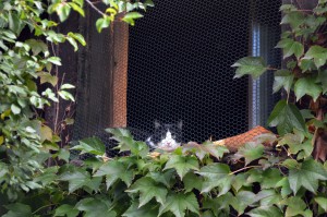 Katzenstation München