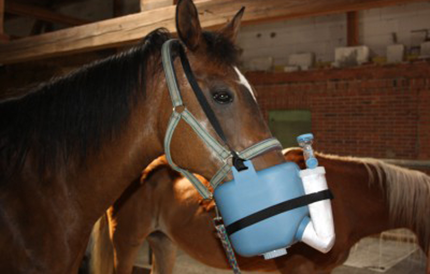 Pferd samira mit inhalator