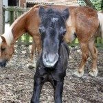 Schwarzes Pferd Cracker vor braunes Pferd Morle