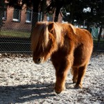 Shetty Mathes auf Sand vor Zaun Baum