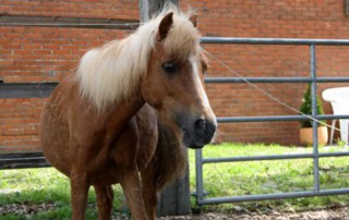 Shetty Mix Morle Stute vor Zaun