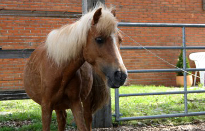 Shetty Mix Morle Stute vor Zaun