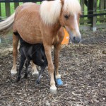 Shetty Mix Morle mit Cracker auf Weide