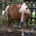 braunes Pferd Morle vor Zaun auf Hackschnitzel