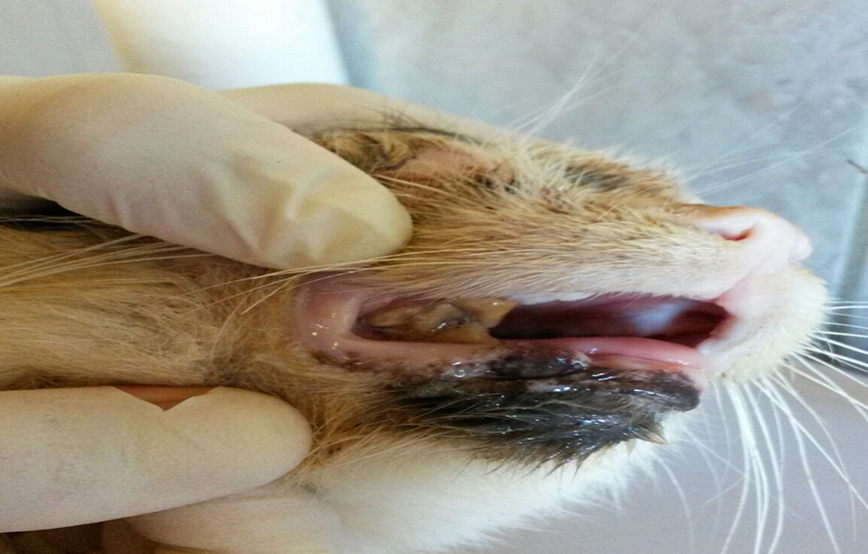 Katze kaputte Zähne
