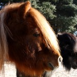 zwei Pferde vor Baum Sonne