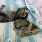 14317625_1138878392867270_5710958693432388021_n