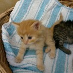 14322622_1138878306200612_1549755981191639407_n