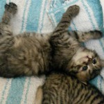 14332966_1138878162867293_2077891885464180375_n