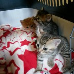 14369894_1138878189533957_6676243837806047377_n