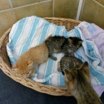 14445964_1138878179533958_5252973434071866879_n