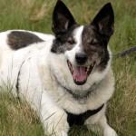 Hund Toby sitzt im Gras