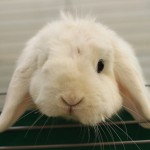 weißes Kaninchen schaut aus käfig raus