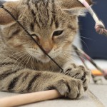 Katze spielt mit Schnur und Stock