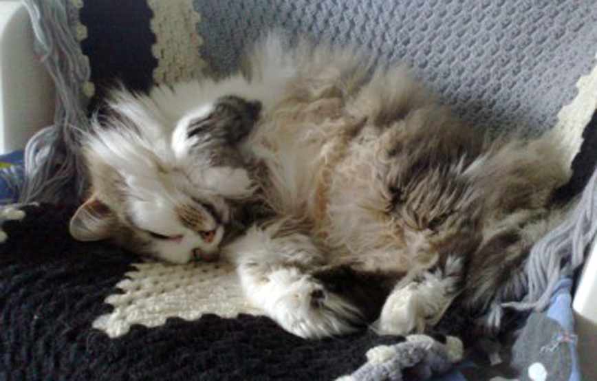 Katze doro liegt auf wolldecke trauriges