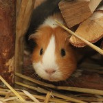 Meerschweinchen Maerz schaut aus Holzhütte