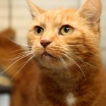 rote Katze Maxi schaut verträumt