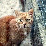 maxi_k289_15_201608-2