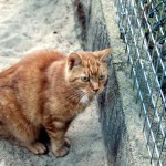 maxi_k289_15_201608-3