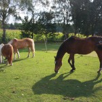 Shagya-Araber Pferd Samira mit anderen Pferden