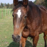 Shagya-Araber Pferd Samira auf Weide