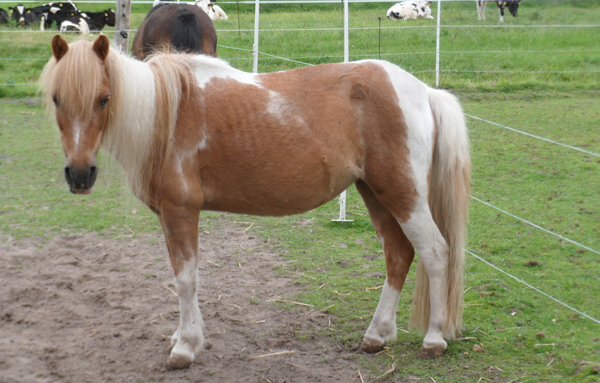 Shetlandpony Mary steht auf der wiese trauriges