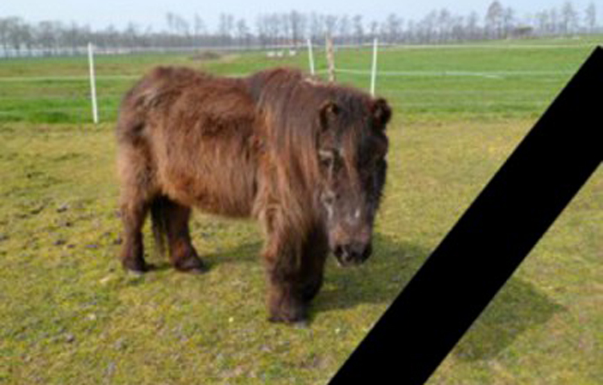 Shetty fatima steht auf wiese trauriges