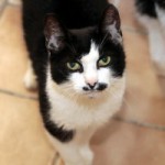 Katze Toto schaut nach oben schwarzer Bart Fließen Toto_K2433_2014-5-300x200.jpg