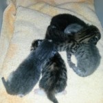 WhatsApp Image 2016-09-01 at 18.09.52