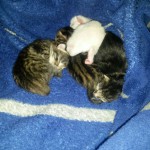 WhatsApp Image 2016-09-01 at 18.15.33