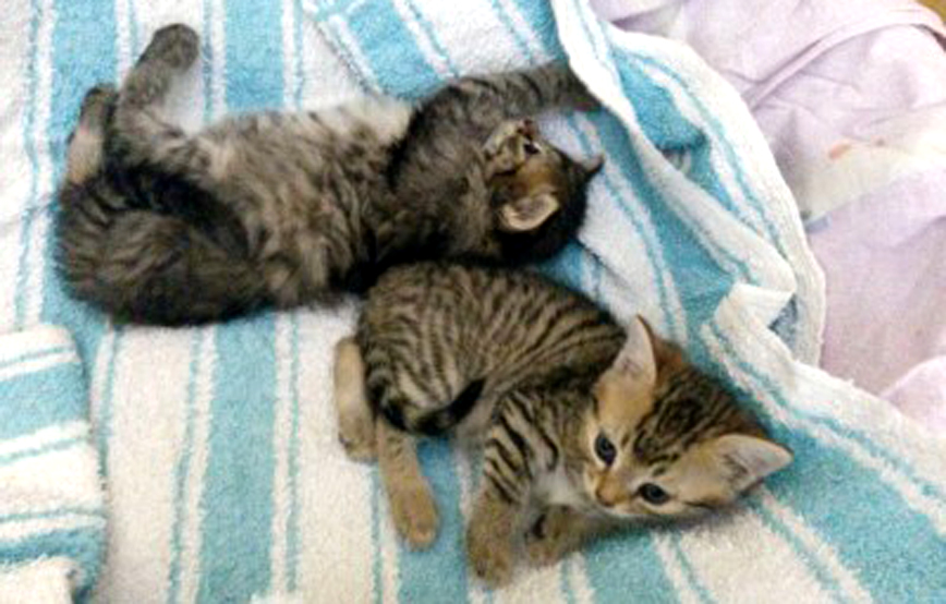 akuter notfall zwei katzen auf decke