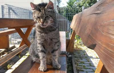 beitragsbild kater ottfried wk 520 14 tierschutzliga
