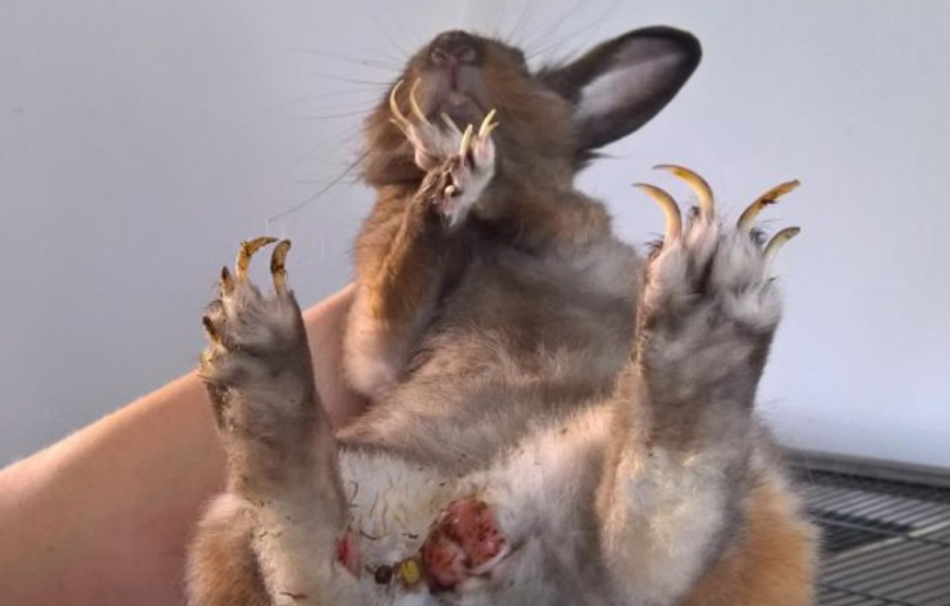 beitragsbild_kaninchen