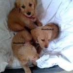 drei Hunde Sissi Korb Decke