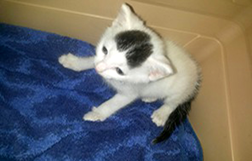 kleine katze auf blauer decke