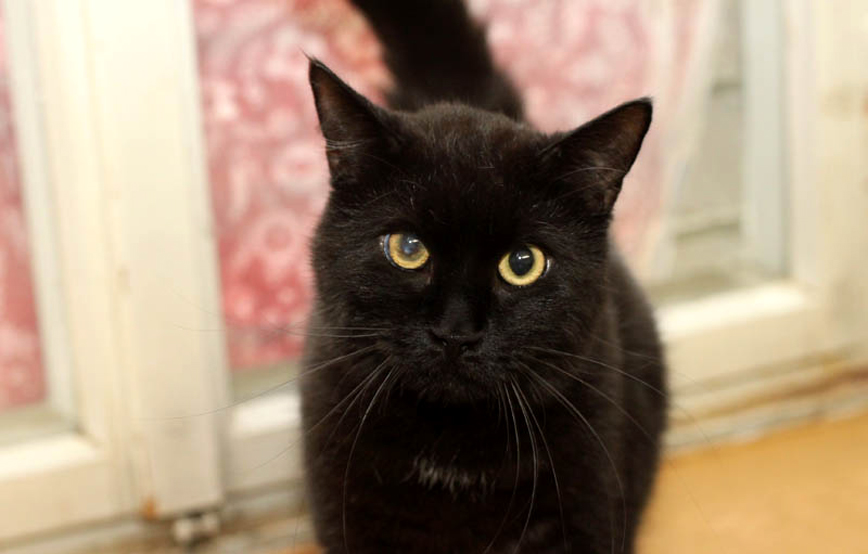 schwarzer kater waldo trauriges