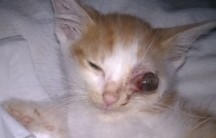 xylon Katzenschnupfen