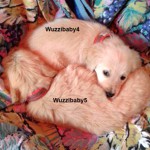 zwei Hunde Sissi bunte Decke